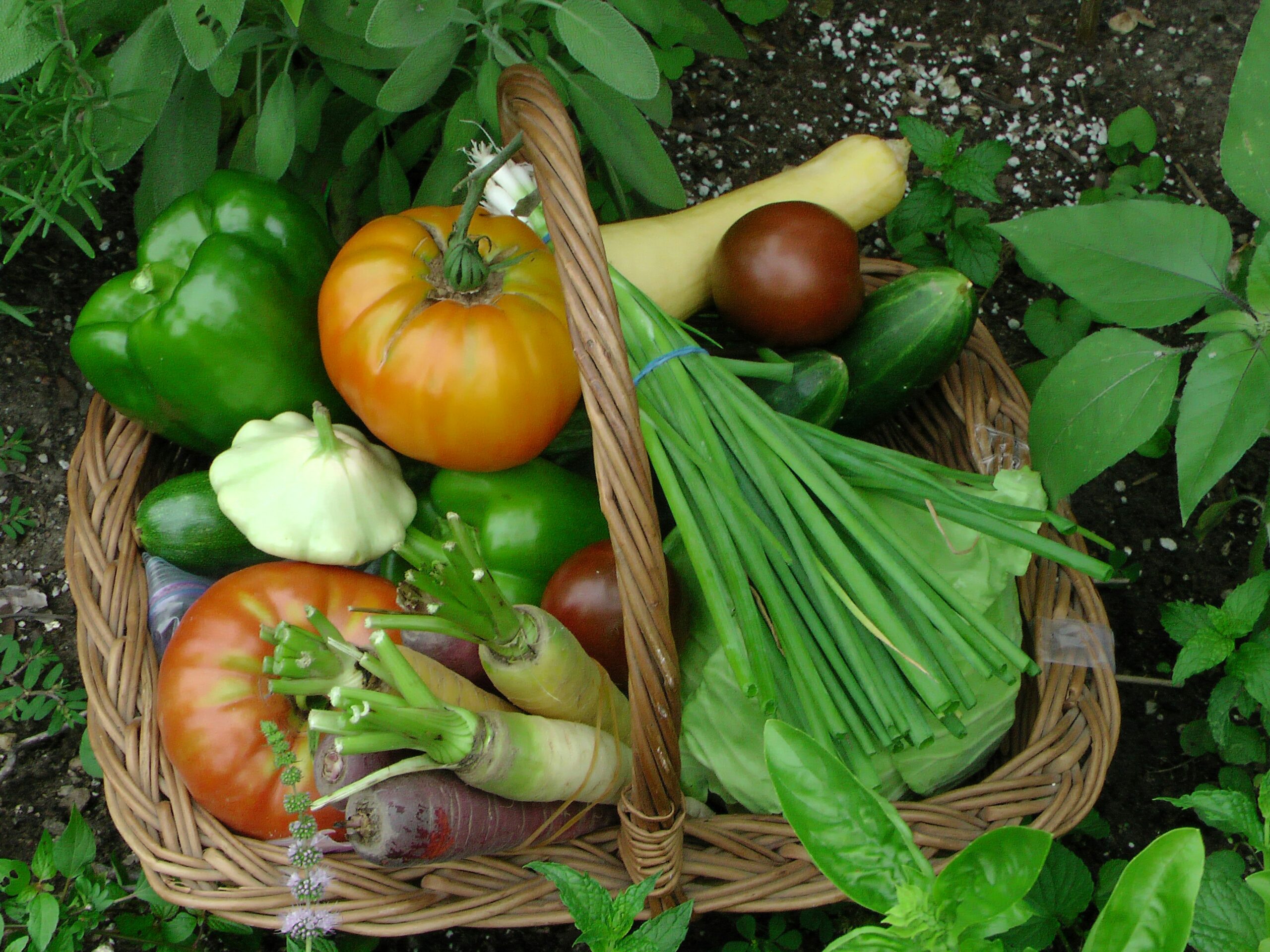 Basket with vegetables from garden